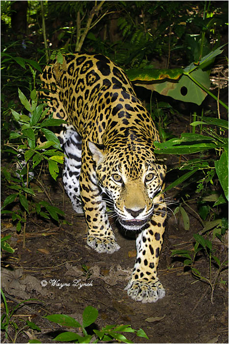 Jaguar106 by Dr. Wayne Lynch &copy;